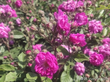 歐月月季介紹，葡萄園之歌月季