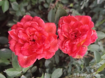 月季推薦，草裙舞女月季