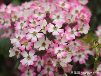 微月月季推薦，遮陽傘月季