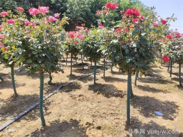 4月份園林管護(hù)措施