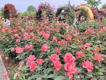 休閑游憩為主的口袋公園設(shè)計原則和植物配比
