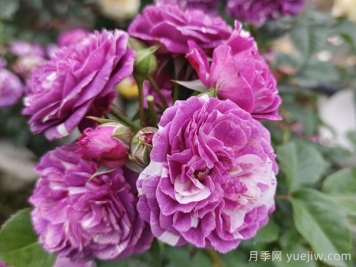 50種綠植花卉大全，值得收藏