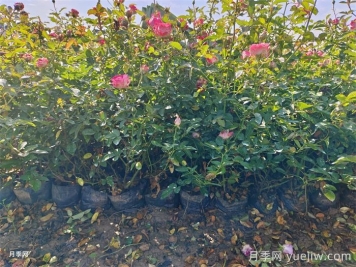 盆栽微型月季的養(yǎng)殖辦法，做好三點(diǎn)開(kāi)花不斷