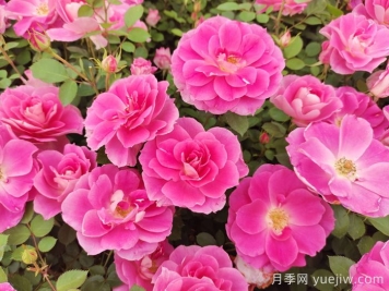 植物怎樣搭配以實(shí)現(xiàn)四季有景？