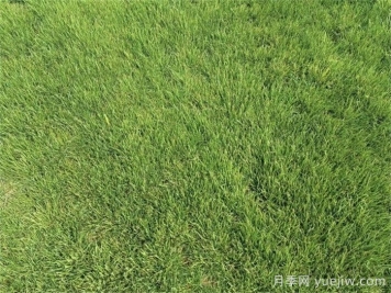 開春以后草坪如何快速返青？