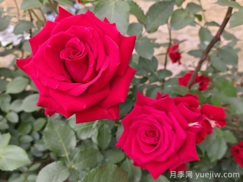 月季的專業(yè)名詞解析，看懂術(shù)語