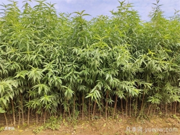 桃樹苗定植栽植的注意事項(xiàng)