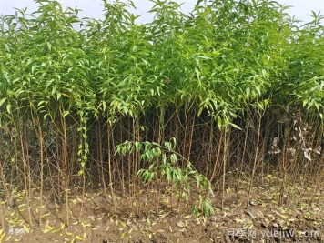 南陽市臥龍區(qū)陸營鎮(zhèn)果樹苗繁育基地