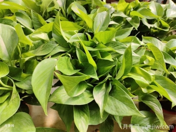 水培植物有哪些？