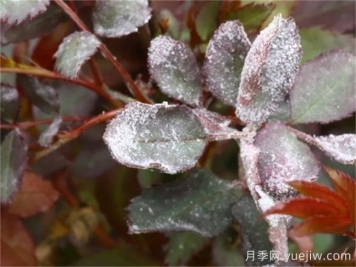 春季預(yù)防月季白粉病爆發(fā)的辦法