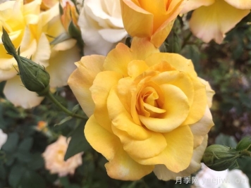 現(xiàn)代月季的分類(lèi)及特點(diǎn)