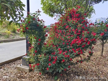 造型花木植物在景觀中的應(yīng)用