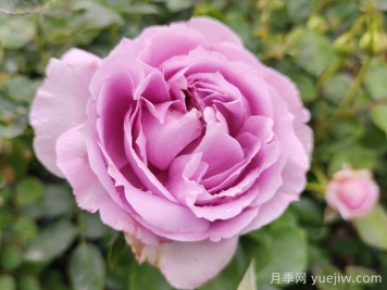 賞中國月季文化，詩詠月季花