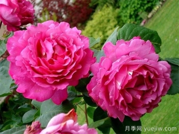 九大精品濃香月季品種，花香滿屋