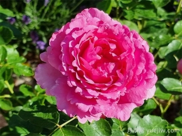 伊芙伯爵月季，伊芙系列開山鼻祖