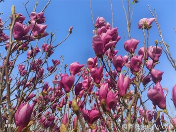 南陽南召：打造省級玉蘭科研平臺