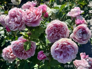 圖雅思酒莊月季/圖雅斯酒莊