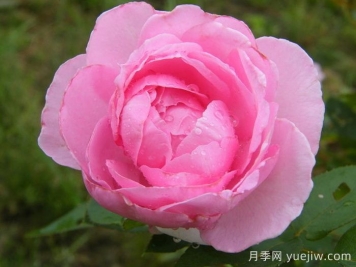 吉塔月季/吉塔文藝復(fù)興月季