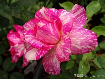 摩登時代月季/糖果條紋月季