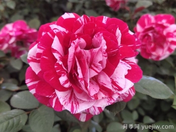 節(jié)日禮花月季