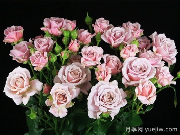 粉紅香精月季