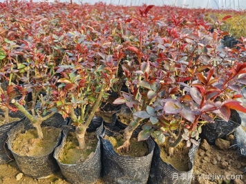 什么是抹芽？為什么春天月季要抹芽？