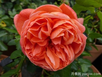 夏日之歌月季的優(yōu)點和養(yǎng)護辦法 
