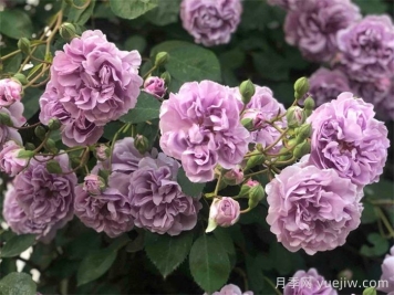 藍(lán)色陰雨月季，藍(lán)紫色藤本月季推薦