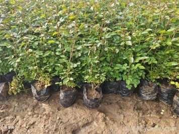 月季什么時(shí)候種植最好？
