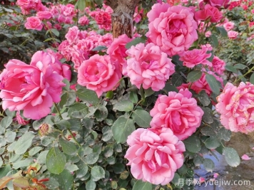分享10種經(jīng)典大花月季，開花鮮艷美翻春季