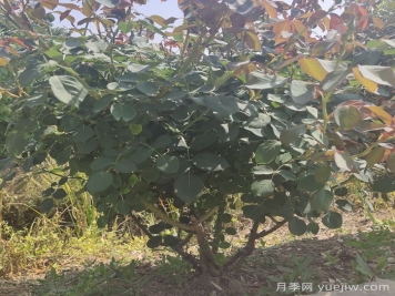 秋季地栽月季苗移栽注意事項