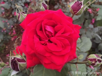 喜歡月季花，你知道月季花該如何養(yǎng)？