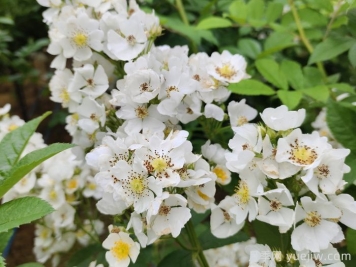 網(wǎng)購回來的月季不開花是怎么問題？
