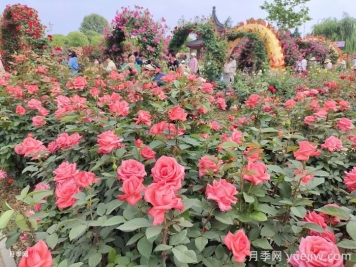 如何打造一個月季花園？品種選擇、花園規(guī)劃、工具準備