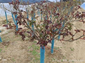 月季發(fā)芽了，葉片一碰就掉是什么問題？