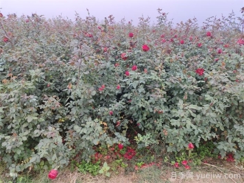 月季產(chǎn)生肥害，月季花施肥的正確方法是什么？  
