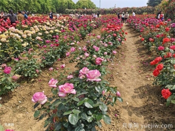 園林景觀工程包含哪些具體施工項(xiàng)目和施工標(biāo)準(zhǔn)？