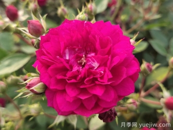 甜蜜馬車微型月季難種嗎？甜蜜馬車該如何養(yǎng)？