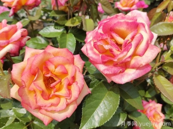觀花樹種在園林綠化中長盛不衰，有哪些花木？