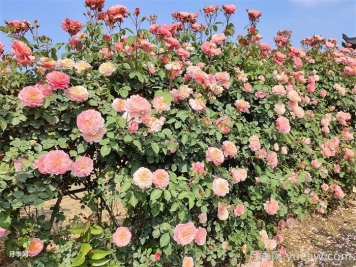 有了院子，一定要種棵爬藤月季