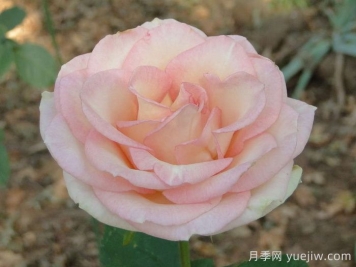 埃斯佩蘭斯月季/希望/希冀