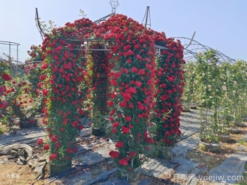 爬藤月季怎么牽引到墻壁上？輕松做月季花墻