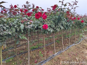 春季如何提高園林工程中新栽植物的成活率？