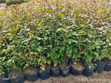 春季苗木移栽沒有成活，總結(jié)苗木死亡的八大原因