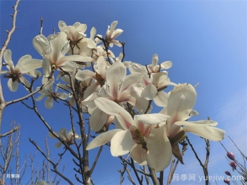 白玉蘭，花界高冷女神