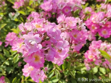 打造露臺(tái)花園的五個(gè)小技巧