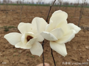 六種玉蘭介紹：白玉蘭、紫玉蘭、二喬玉蘭、望春玉蘭、飛黃玉蘭、寶華玉蘭