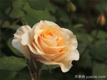 晨曦月季(俞紅強)