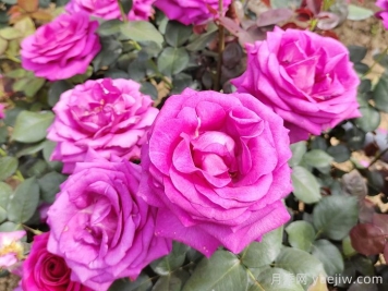 月季有三個(gè)坑，養(yǎng)月季花有哪三怕？