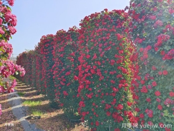 推薦13個藤本植物爬到花墻，開出一片花海